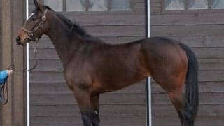 重賞3勝馬シャケトラの半妹ラスールがデビュー/関東馬メイクデビュー情報