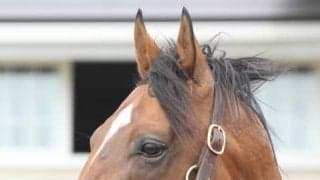 良血馬サトノジェネシス、優駿スタリオンステーションに移動
