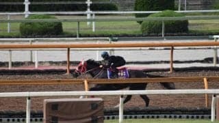 ラヴズオンリーユー、BCフィリー＆メアターフ追い切り速報/栗東トレセンニュース