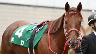 日本軽種馬協会がアロースタッドで供用されているネロを新たに導入