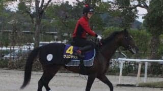 【毎日王冠】ヴェロックス陣営「最後まで集中して走り切って欲しい」/ねぇさんのトレセン密着