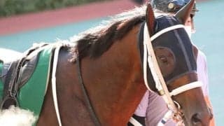 【JRA】2017年新潟大賞典覇者サンデーウィザードが引退、馬事公苑で乗馬に