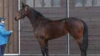 新種牡馬キタサンブラックの子、ラスールは「注文をつけるところがない」仕上がり