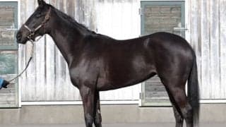 高松宮記念連覇キンシャサノキセキの姪エリカヴィータがデビュー/関東馬メイクデビュー情報