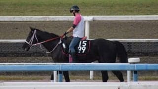 シュプリンガーなど、先週のゲート試験/栗東トレセンニュース