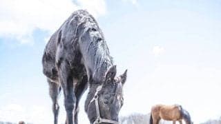 「自分の世界を持っていた」亡きブロードアピール　余生を過ごした牧場での様子