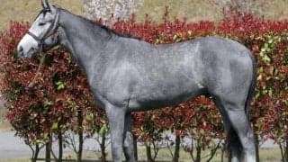 【JRA新馬戦】コントレイルの全弟サンセットクラウドなどがデビュー