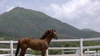 アーモンドアイの勝負鉄は856万超え！ 「ノーザンホースパークチャリティオークション」総落札額1248万5825 円