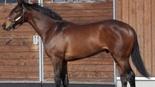 【JRA新馬戦】ダービー馬シャフリヤールの半弟アルファヒディが24日にデビュー