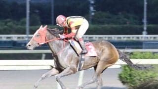 【高知・ミラク特別】ペイシャクレア快勝