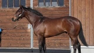 デビュー目前のアルファヒディ。ダービー馬シャフリヤールの弟はどれほどの器か