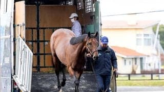 クリソベリルが社台スタリオンステーションに到着