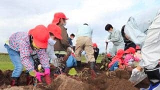 【地方競馬】水沢競馬場で園児22名がさつまいもを収穫