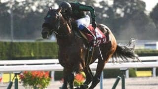 【スワンS想定】昨年覇者のカツジ、再び芝路線へ挑むタイムフライヤーなど