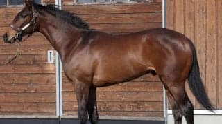 【JRA新馬戦】シャフリヤールの半弟アルファヒディ、超高額馬リアドなどがデビュー