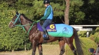 【菊花賞】エアサージュ池添学師「脚が長く胴長、距離適性はある」/ねぇさんのトレセン密着