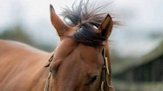 ルックスザットキル産駒がJRA初出走、日曜新潟5Rのライセンストゥキル