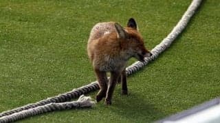 エストニアのピッチに可愛い侵入者…キツネが3度試合を止める