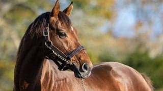 種牡馬スピルバーグが東北牧場へ移動「青森に行っても頑張ってほしい」