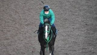 ソクラテスなど、先週の入厩情報/栗東トレセンニュース