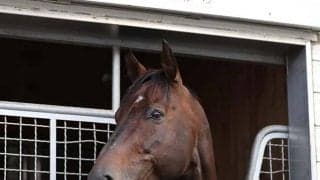 バトルプラン種牡馬引退　ナイスネイチャ・33歳のバースデードネーション、引退馬協会の受け入れ馬に