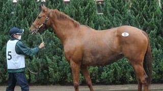 「生産地は今、ちょっとした“バブル状態”」二日続けて開催された繁殖馬セールの結果