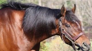 【海外競馬】モーリス産駒が豪G1制覇！ヒトツが2500mのヴィクトリアダービー制す