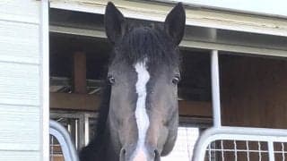 マスクゾロ産駒がJRA初出走、日曜東京4Rのウォークル