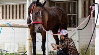 【次走】ラヴズオンリーユーはブリーダーズCフィリー＆メアターフへ