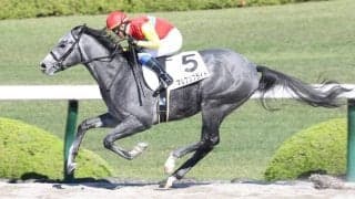 【新馬/阪神4R】9番人気の伏兵 マルブツプライドが抜け出す