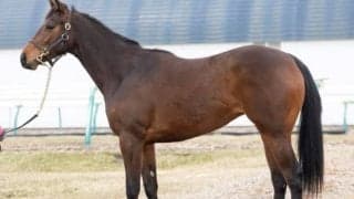 好調新種牡馬シルバーステート産駒のジェニーグロウがデビュー/関西馬メイクデビュー情報