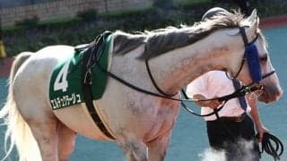 【先週のJRA抹消馬】ダイオライト記念2着のエルデュクラージュ、新種牡馬ドレフォン半妹スイなど