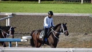 スマートクオークなど、先週のゲート試験/栗東トレセンニュース