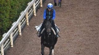 アドマイヤセプターの2019など、先週の入厩情報/栗東トレセンニュース