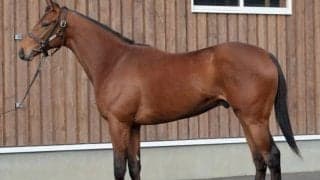 【JRA新馬戦】デニムアンドルビーの全弟ダノンギャラクシーなどがデビュー