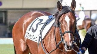 ブタノカックーニがJRA登録抹消、馬名意味は「豚の角煮より」