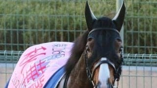 【エリザベス女王杯予想オッズ】アカイトリノムスメが予想1番人気、レイパパレが差なく続く