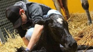 相反する“馬への愛情と経済性”　いのちと向き合う生産牧場の実情とは？