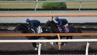 シャフリヤール、ジャパンC2週前追い切り速報/栗東トレセンニュース