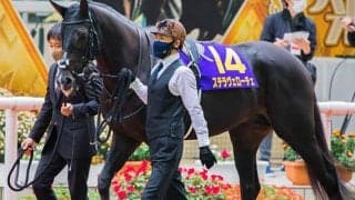 【次走】菊花賞4着のステラヴェローチェは有馬記念を視野