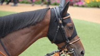 【エリザベス女王杯前日オッズ】レイパパレが2.9倍で1番人気、4頭が10倍を切る