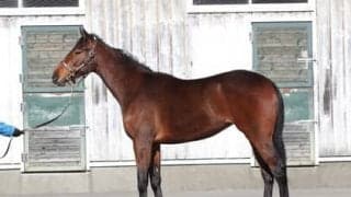 兄妹、同日勝利となるか。グレナディアガーズの妹・アストロフィライトは期待大の血統馬