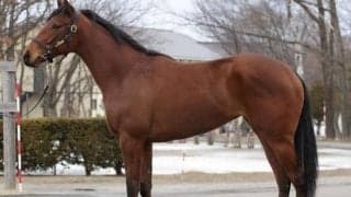 マイルGI2勝馬メジャーエンブレムの仔、ホーリーエンブレムがデビュー/関東馬メイクデビュー情報