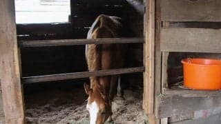 馬が本当は何を思っているのかはわからない…“馬の幸せ”は人間の幻想か