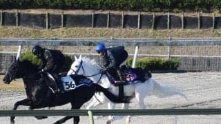 ソダシ、チャンピオンズC2週前追い切り速報/栗東トレセンニュース