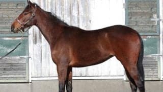 【JRA新馬戦】グレナディアガーズの半妹アストロフィライトなどがデビュー