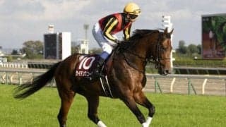 【マイルCS】ケイデンスコール安田隆師「ロードカナロアの仔なので特に頑張って欲しい」/ねぇさんのトレセン密着