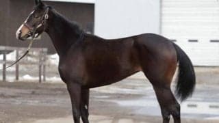 アドマイヤマーズ半妹ヴィアルネッサンスがC.ルメール騎手でデビュー/関東馬メイクデビュー情報