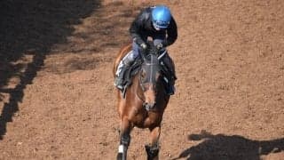 ヴェロックスの半弟セルケトがデビュー/関西馬メイクデビュー情報