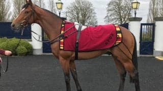 【ジャパンC】外国馬情報：調教状況・関係者コメント（11月22日）